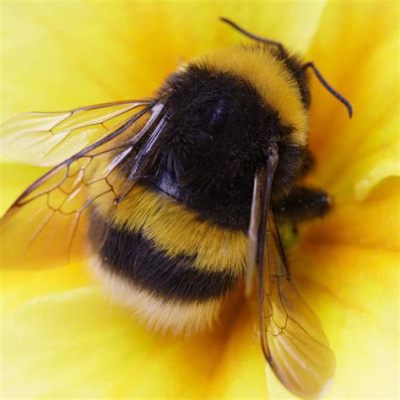 do bees like music - And Could They Potentially Compose Their Own Tunes If They Had Fingers?