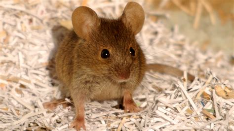 Do Mice Like Music? An Insight into the World of Little Ears